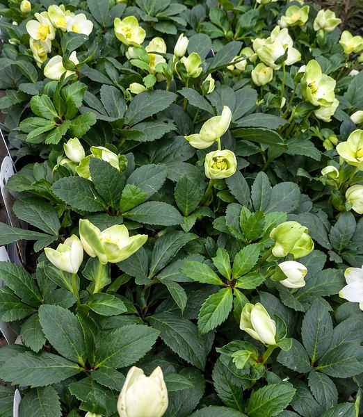 Helleborus niger ‘Christmas Carol’